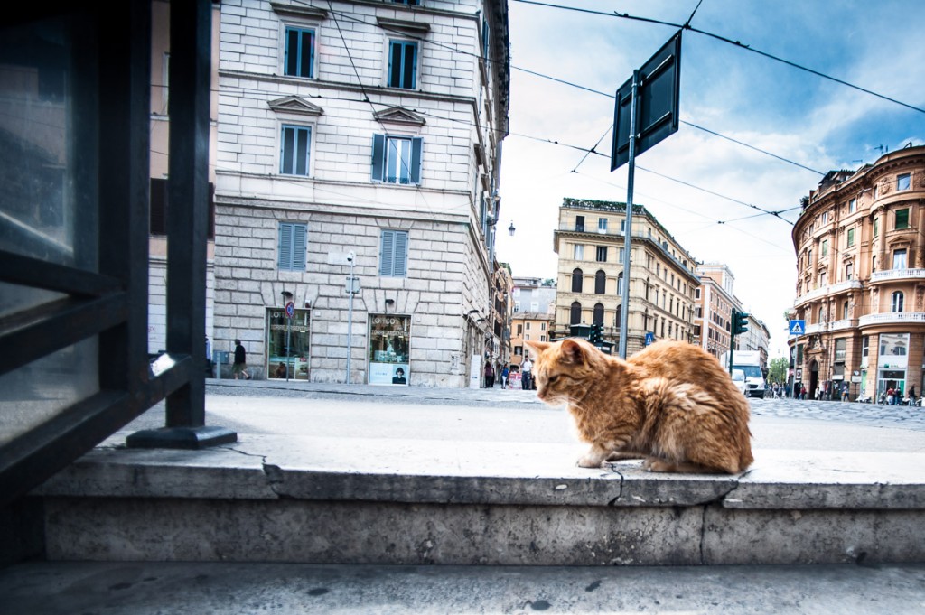 gatto roma