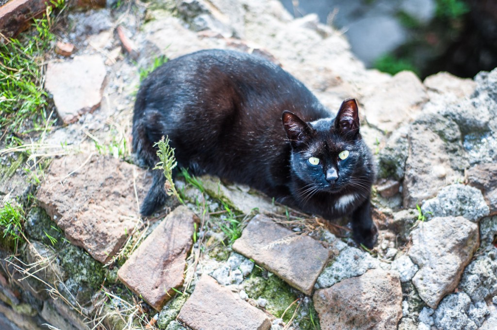 gatto torre argentina