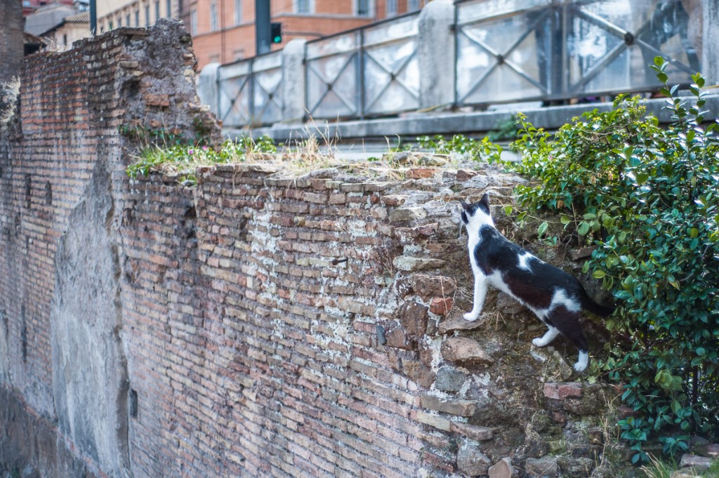 gatto Largo Argentina Roma