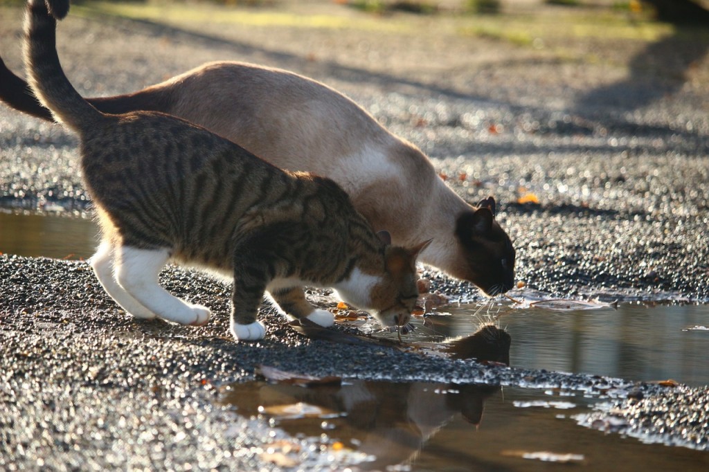 gatti che bevono