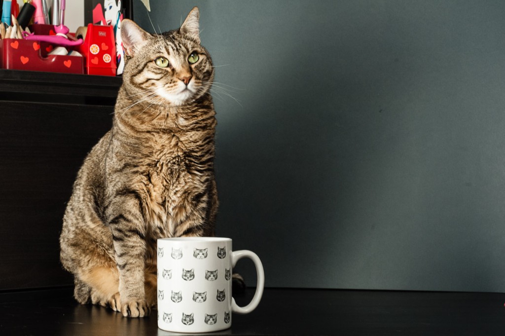 mug gatto tricoastal design