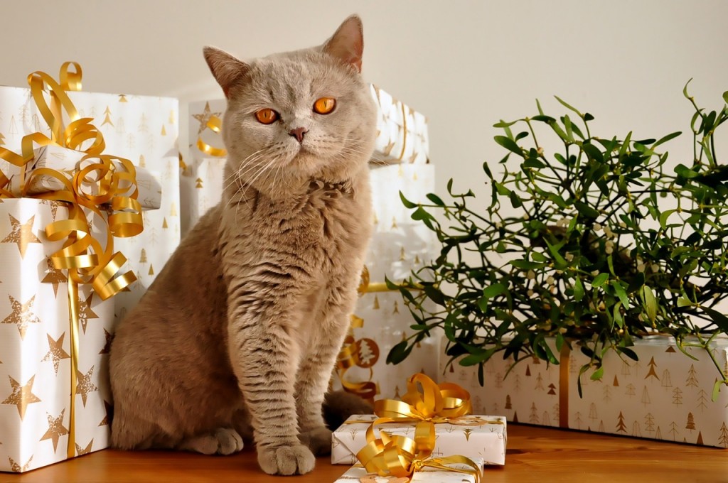 gatto Natale