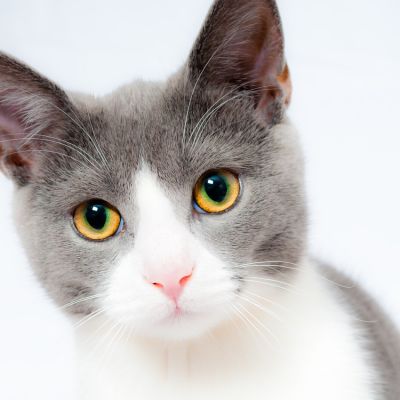 cat-1151519_1280
