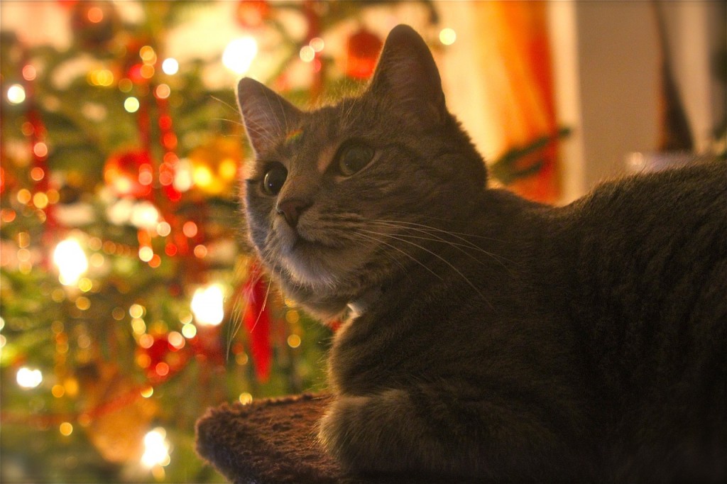 gatto Natale