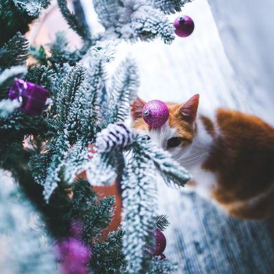 cat-791141_1280