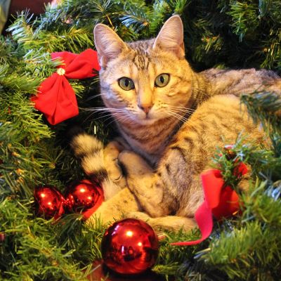 christmas-1831369_1280