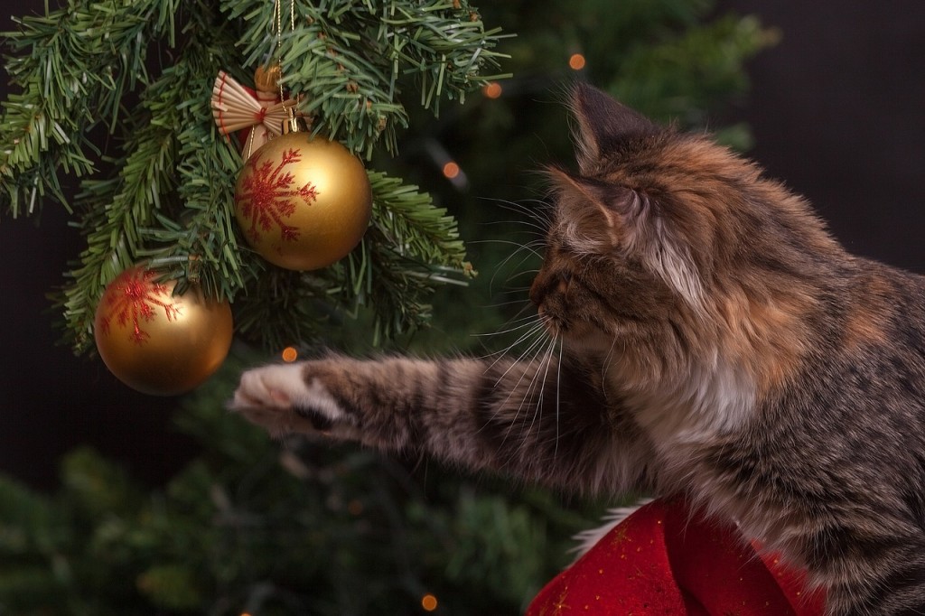 gatto natale