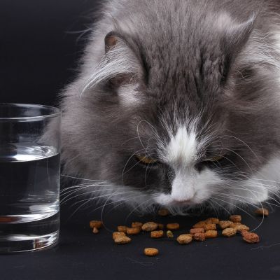 cat-1798147_1280