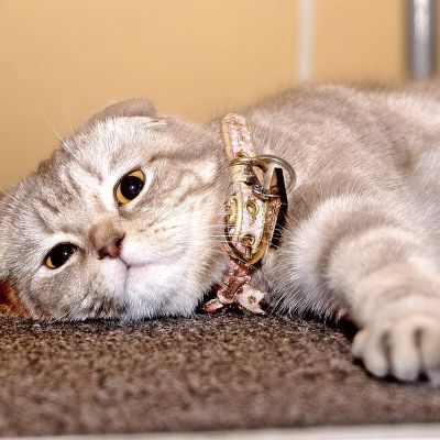 cat-775717_1280