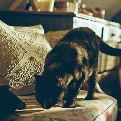 cat-1548174_1280