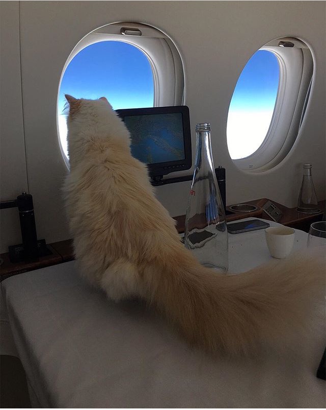 gatto in aereo