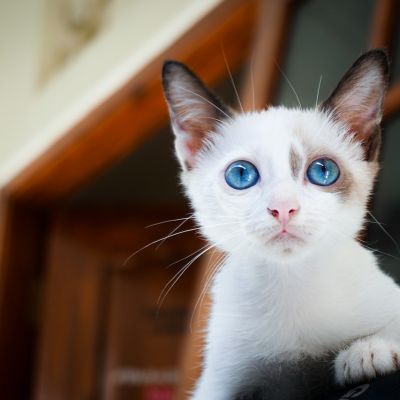 adorable-1866475_1280