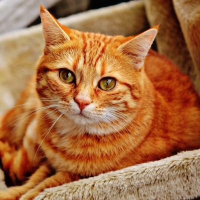 cat-1046544_1280