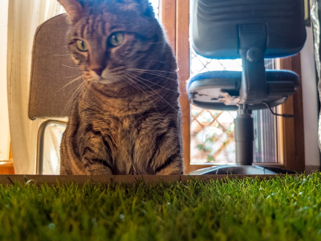 Un giardino in appartamento: come fare felice il tuo gatto ~ La psicologa  dei gatti