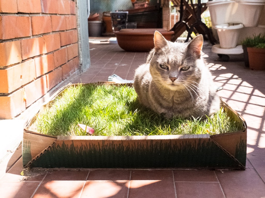Un giardino in appartamento: come fare felice il tuo gatto ~ La psicologa  dei gatti