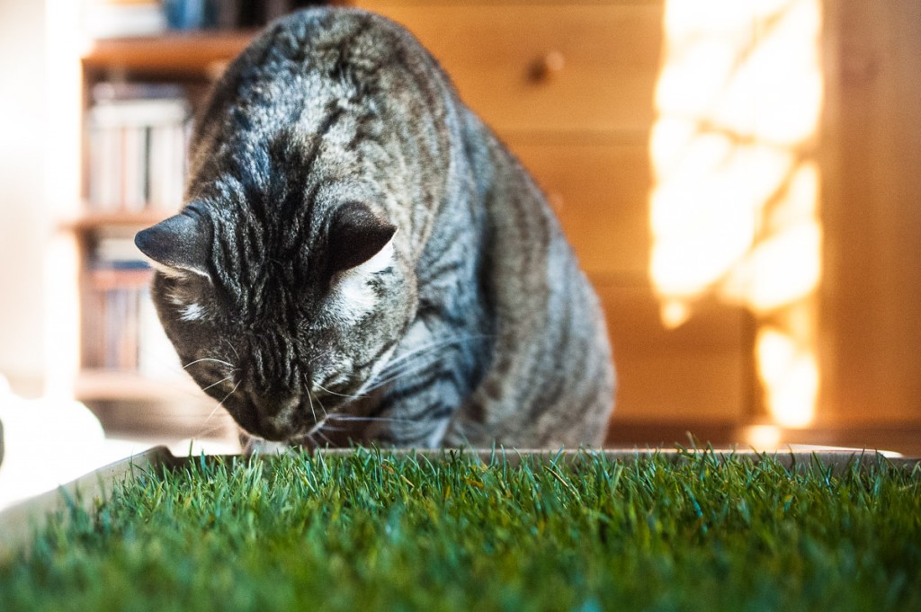 Un giardino in appartamento: come fare felice il tuo gatto ~ La psicologa  dei gatti