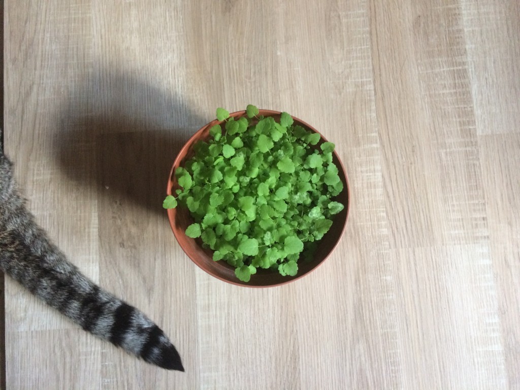 nepeta cataria