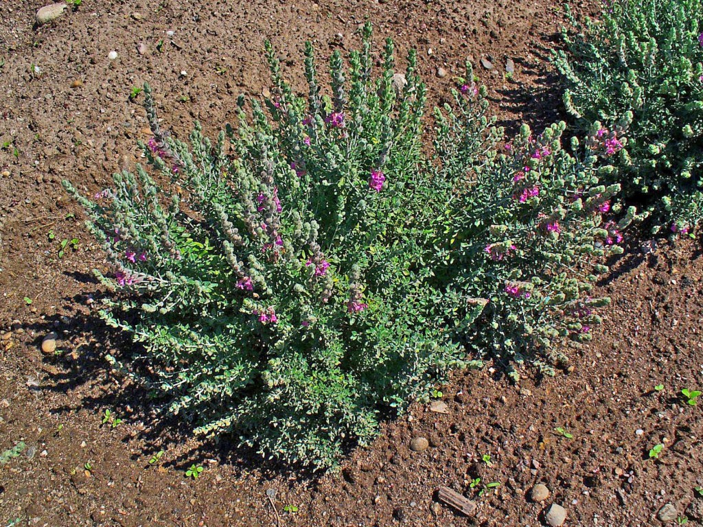 Teucrium_marum