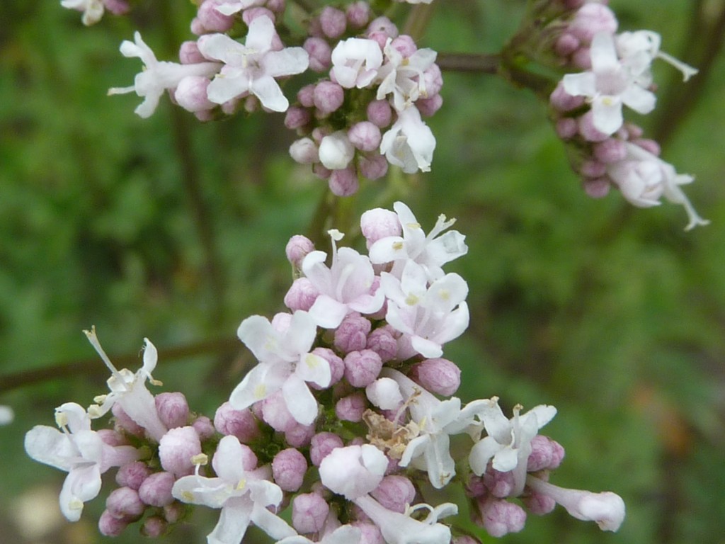 Valeriana