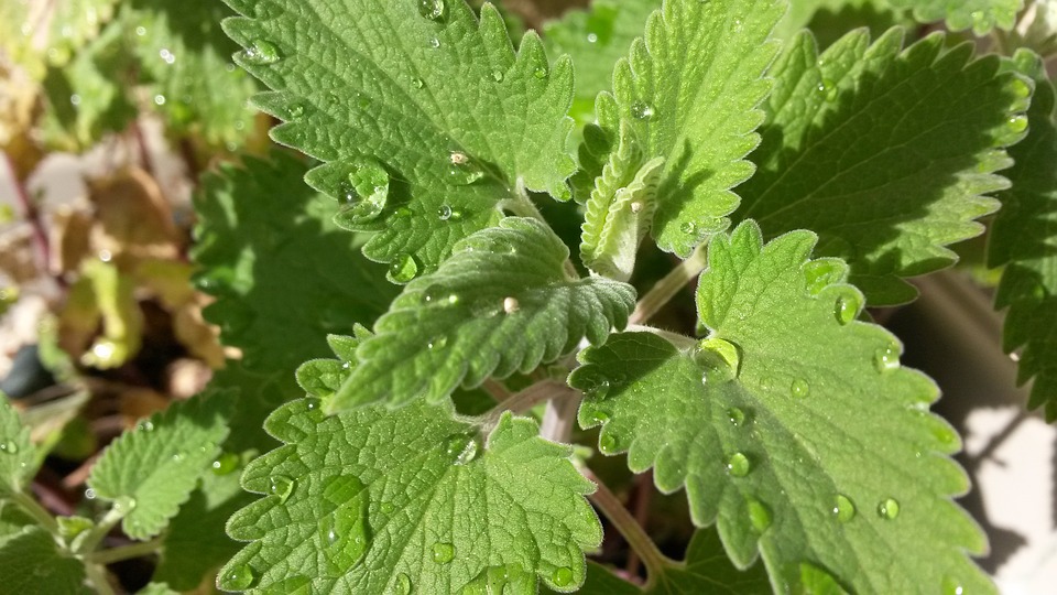 nepeta-cataria