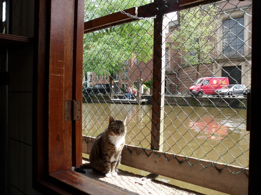 Cat Boat