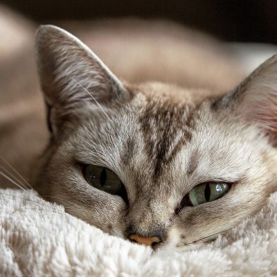 cat-1978356_1280 (1)