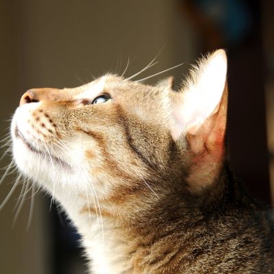 cat-2159839_1280