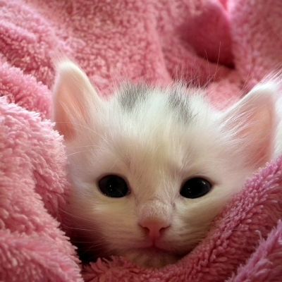kitten-227009_1280
