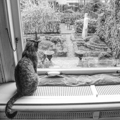 Amsterdam Katten_Kabinet_(16067223467)