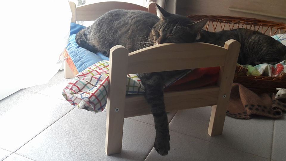 gatto ikea