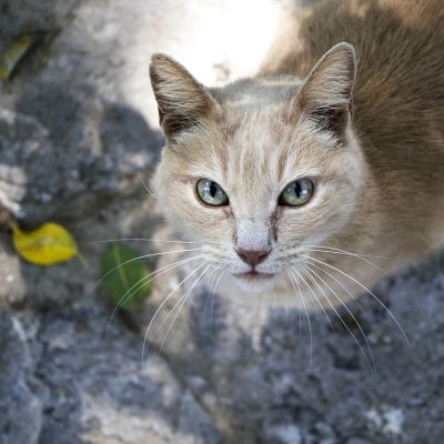 cat-2358299_1280