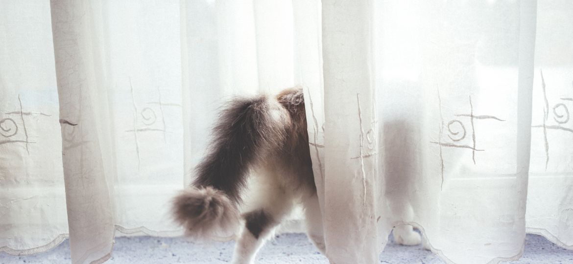 cat_behind_the_curtain