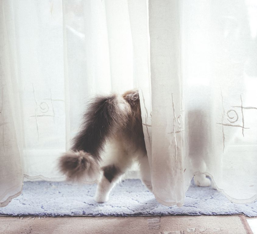 cat_behind_the_curtain