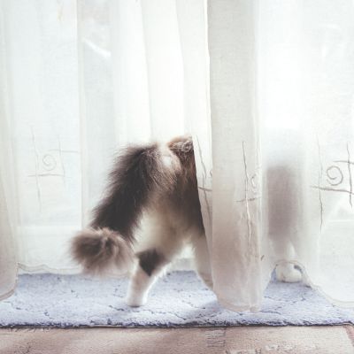 cat_behind_the_curtain