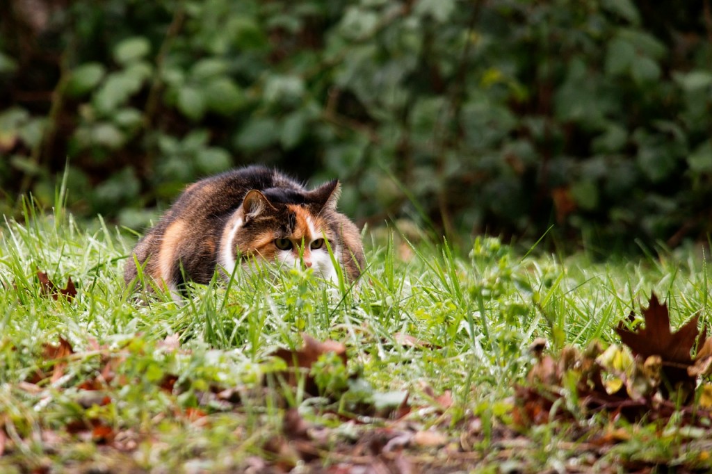 gatto predatore