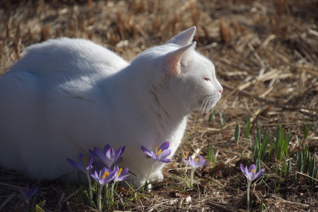 gatto bianco