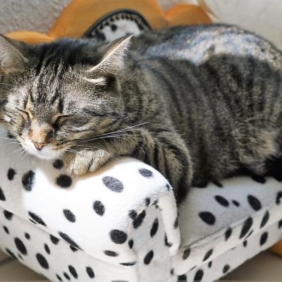 cat-2439113_1280