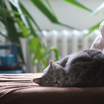 cat-2520988_1280