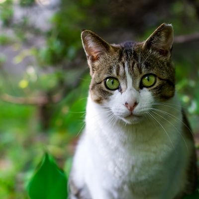 cat-725793_1280