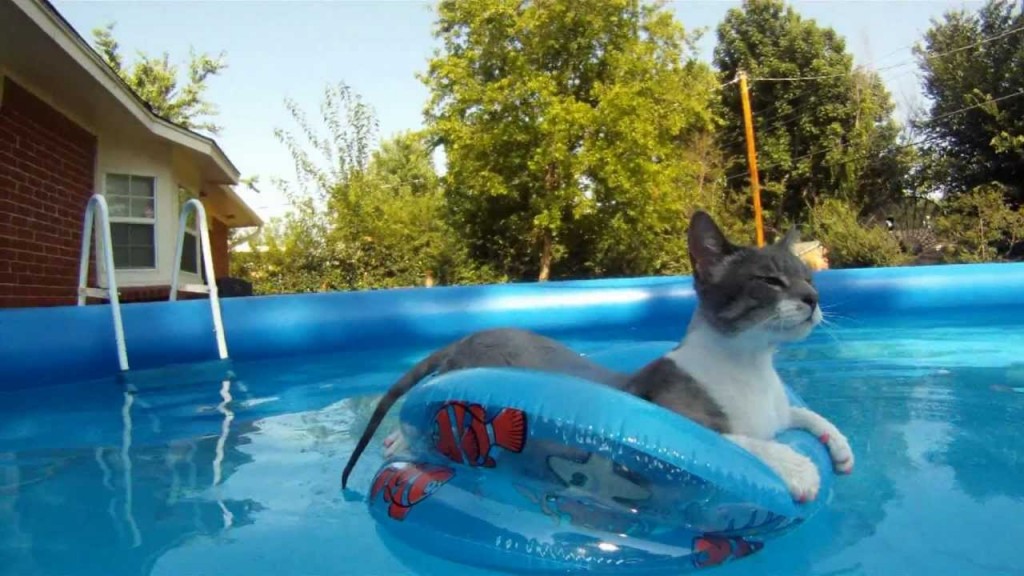 gatto in piscina