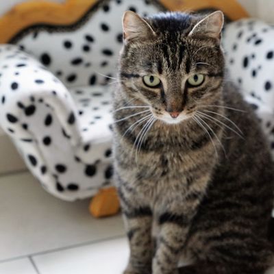 tiger-2454409_1280