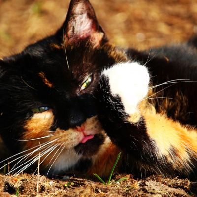 cat-1328881_1280 (1)