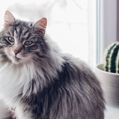 cat_and_cactus