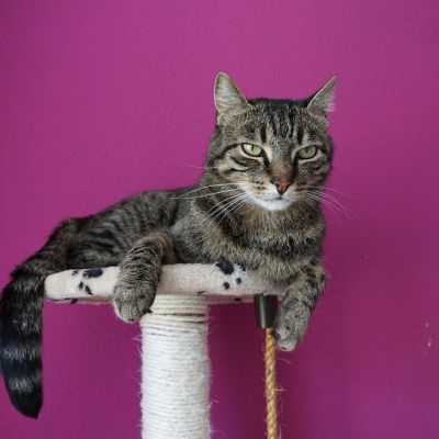 cat-2464714_960_720
