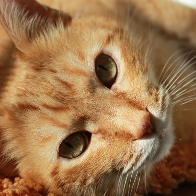 cat-636172_1280