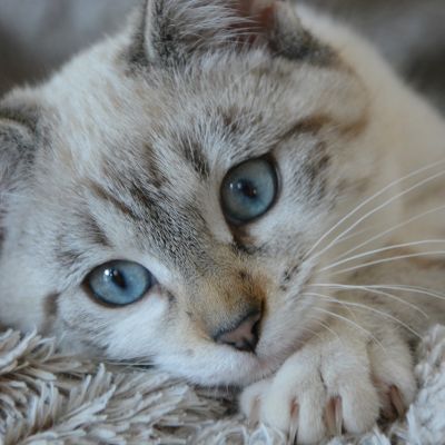 cat-2783601_1280