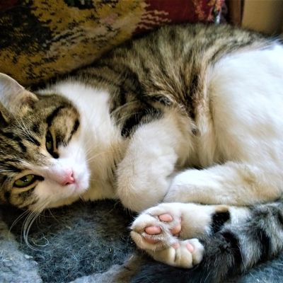 cat-2940137_1280