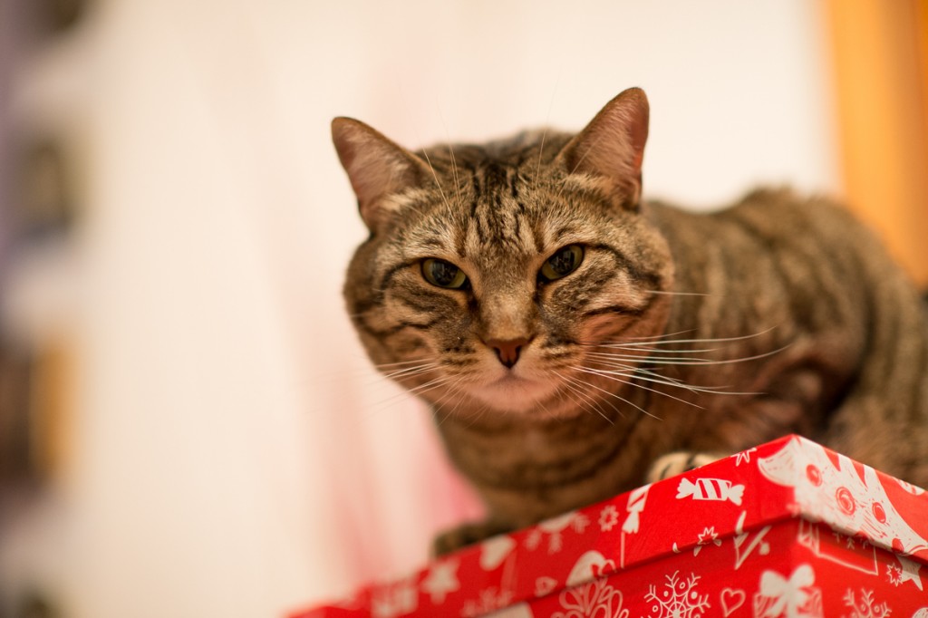 gatto natale