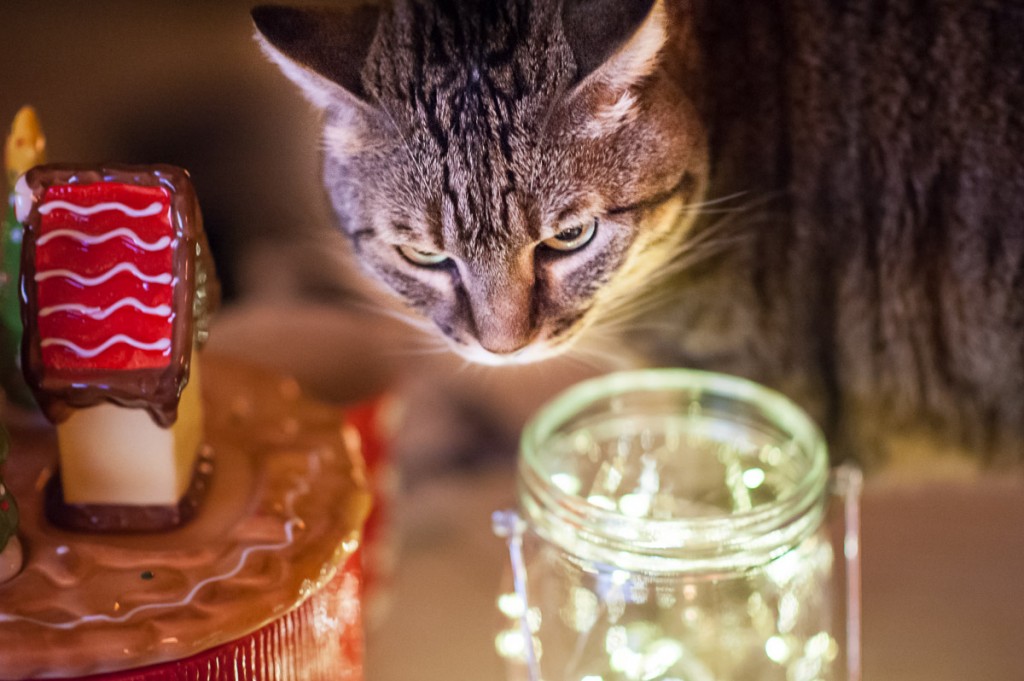 gatto Natale Luminal Park