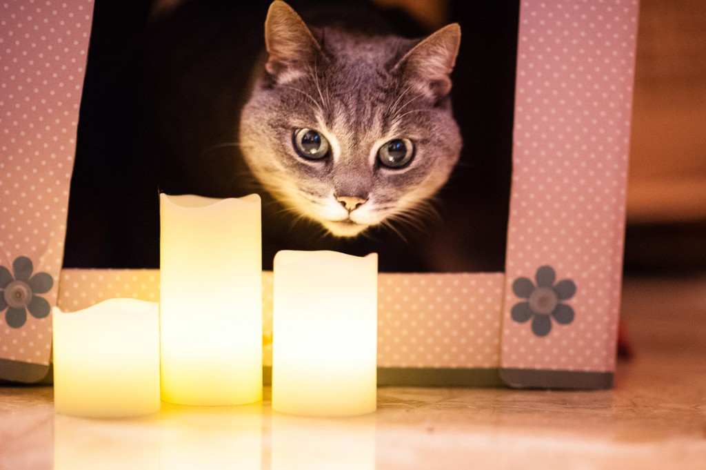 gatto natale candele luminal park